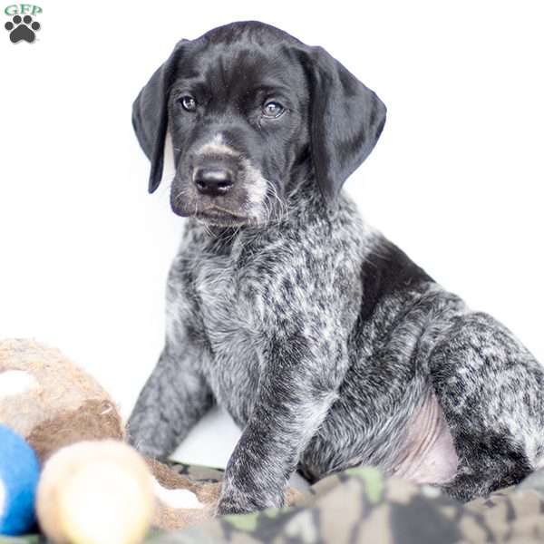 Sam, German Shorthaired Pointer Puppy